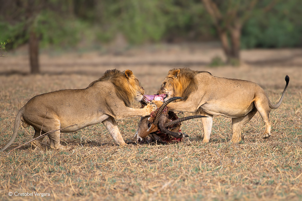 lions