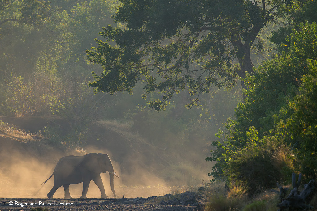 African safari