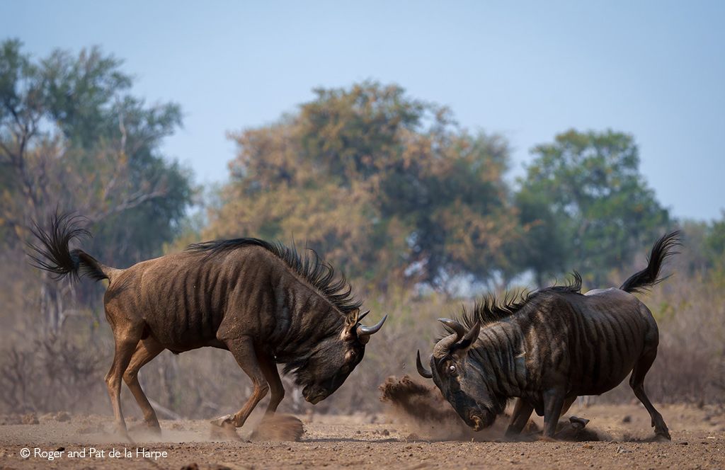 African safari