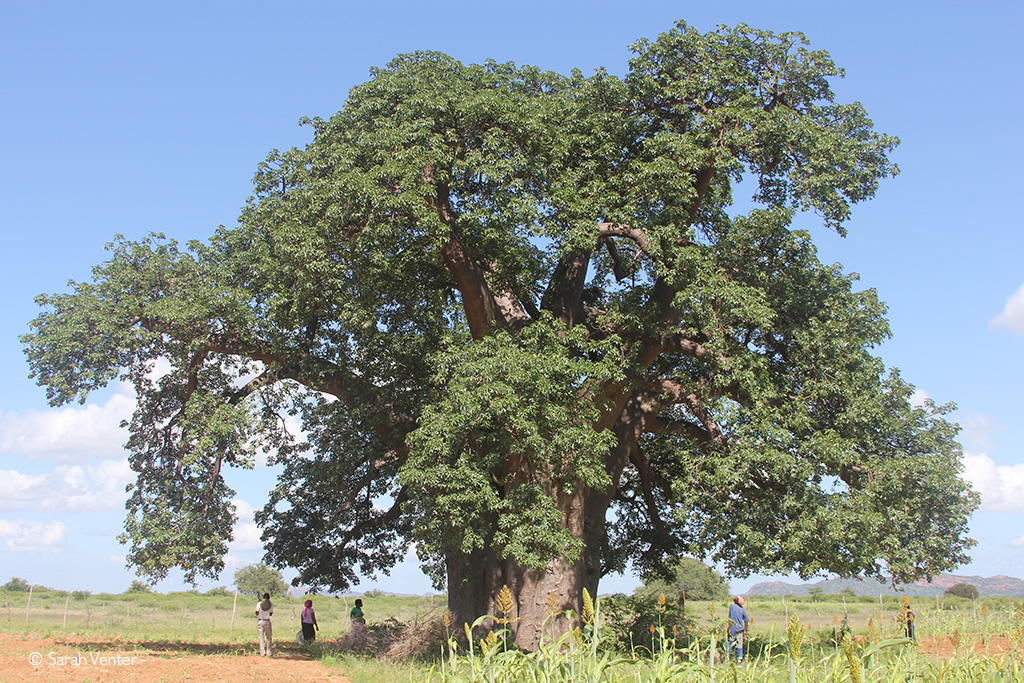 baobabs