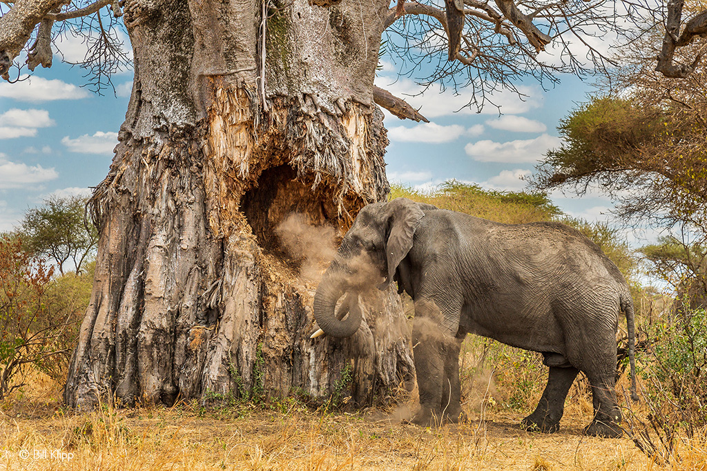 baobabs