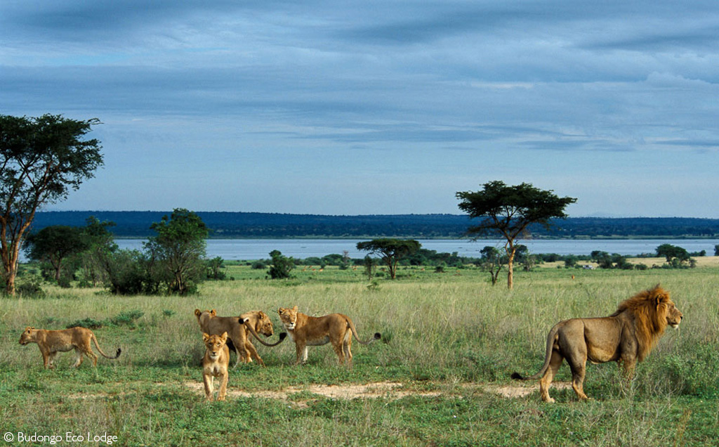 Murchison Falls