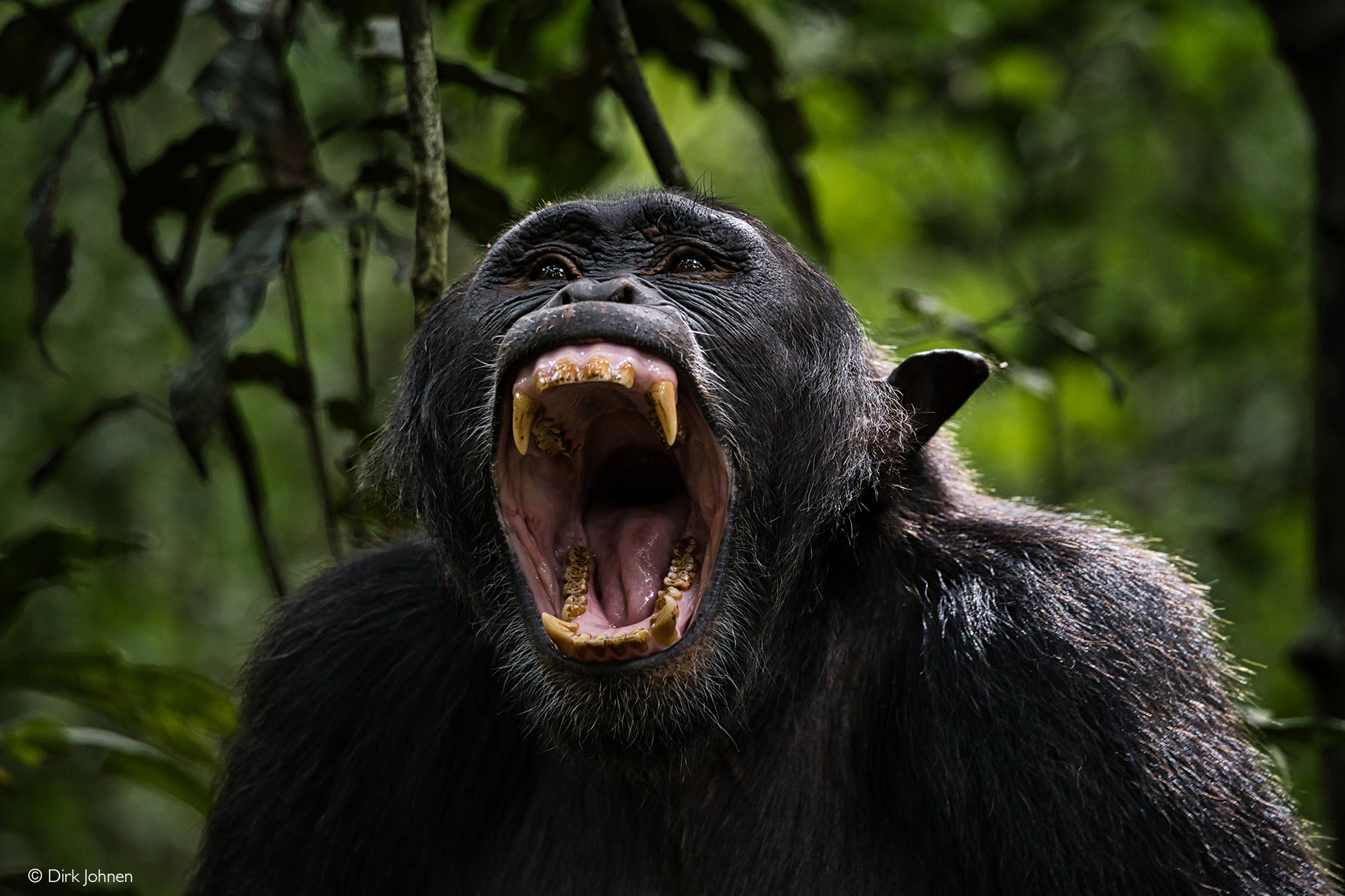 Chimpanzee speak: New research reveals human-like ...