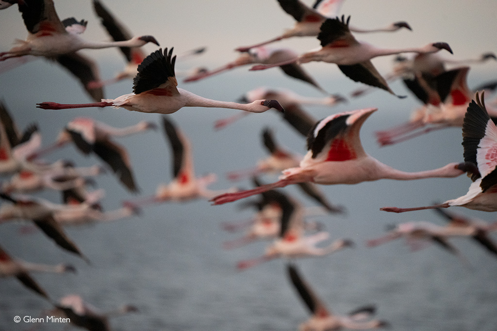 flamingos