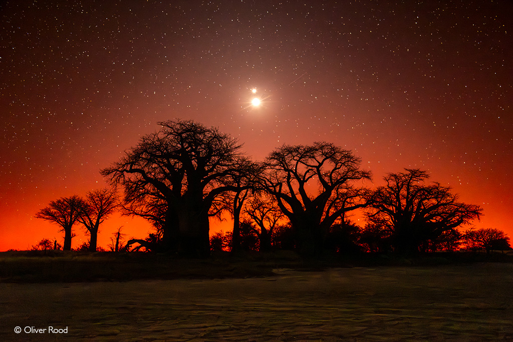 baobabs