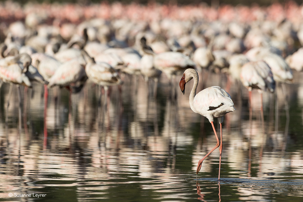 flamingos