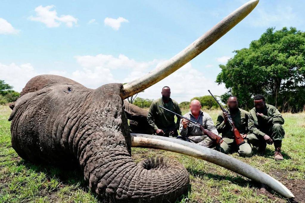 Zito the tusker elephant has been trophy hunted
