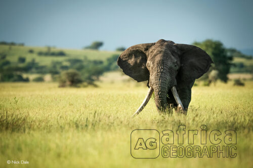 Zito the tusker elephant trophy hunted