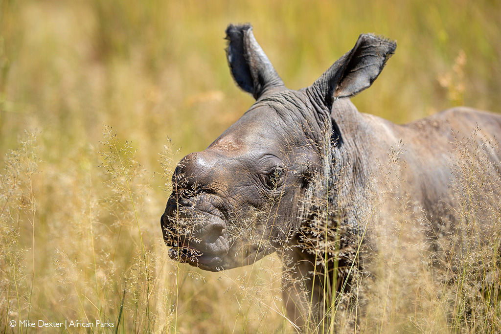 rhinos