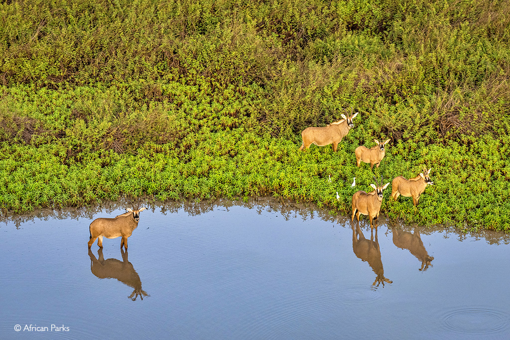 African Parks