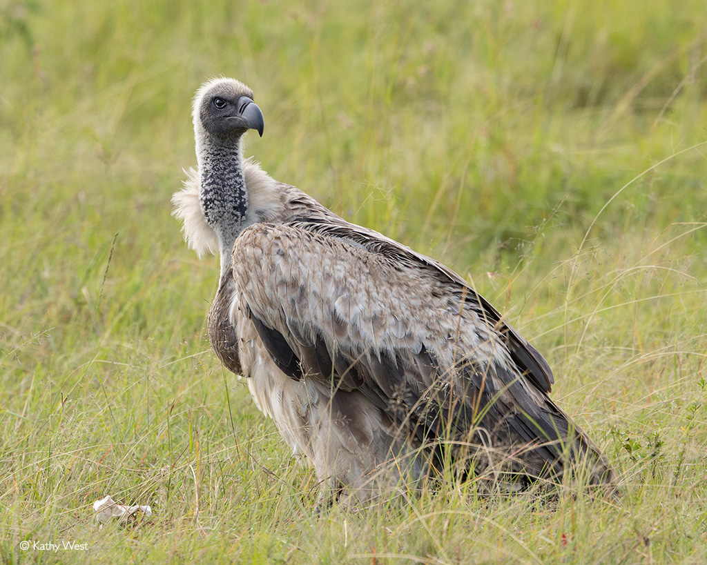 Maasai Mara