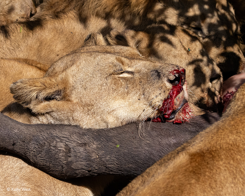 Maasai Mara