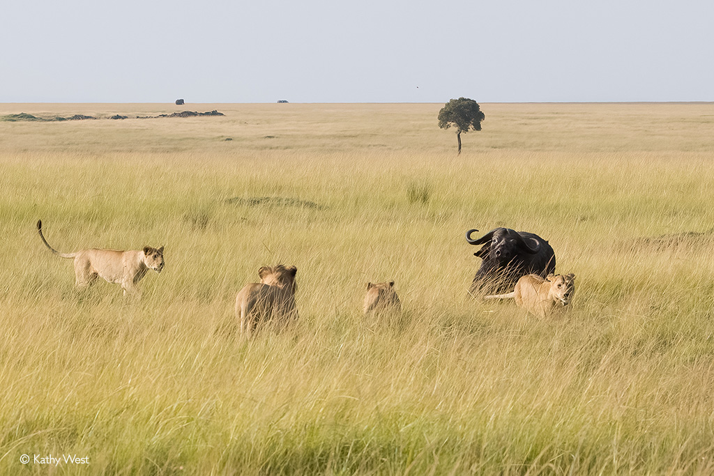 Maasai Mara