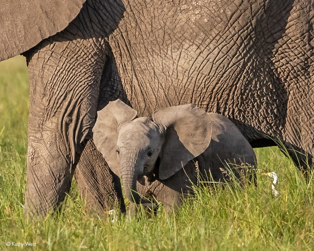 Maasai Mara