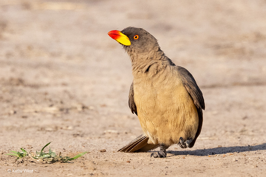 Maasai Mara