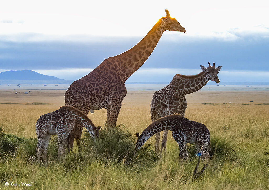 Maasai Mara