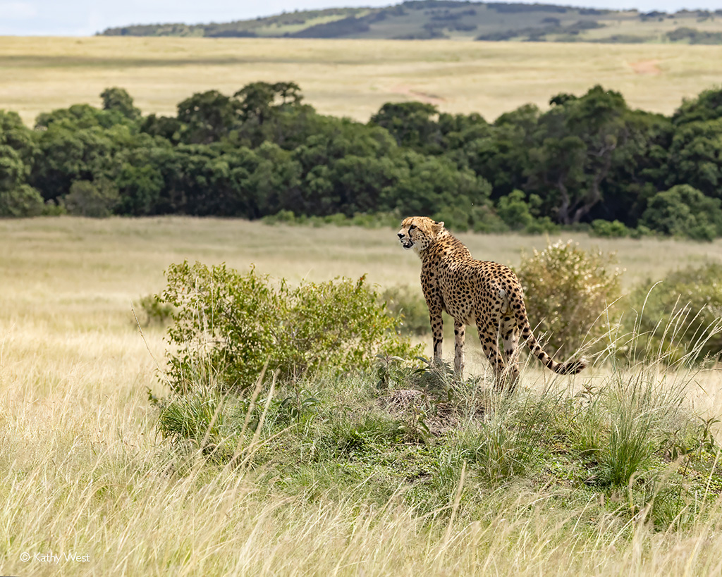 Maasai Mara