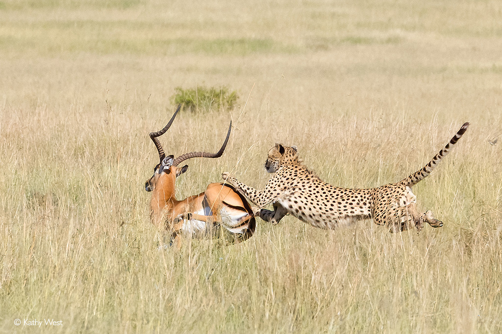 cheetah hunting