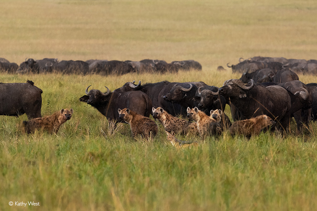 Maasai Mara