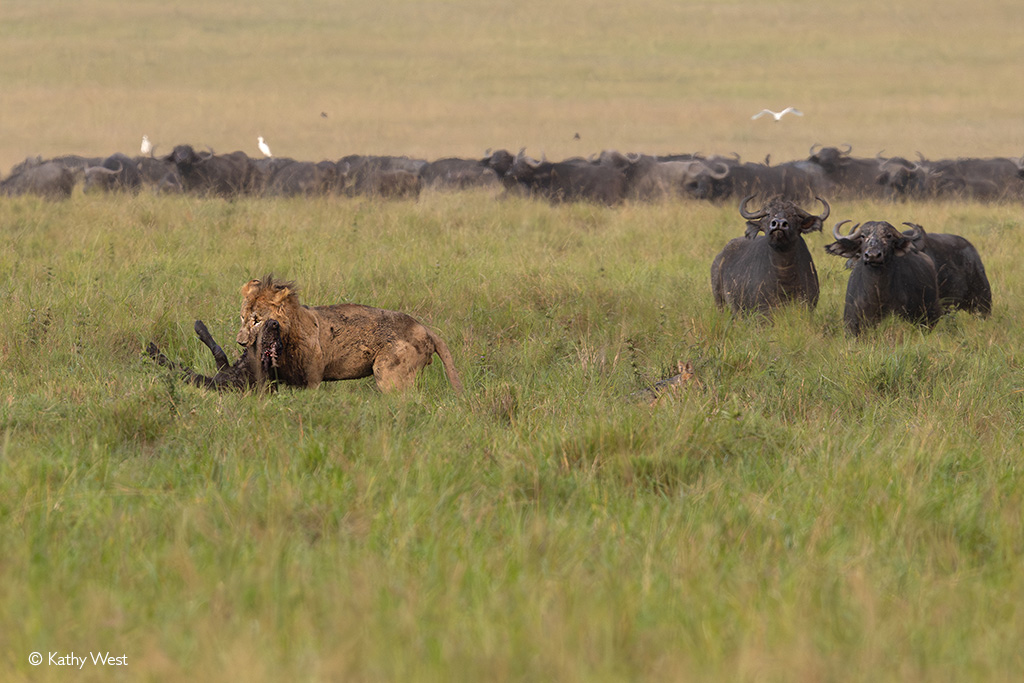 Lion kill buffalo calf