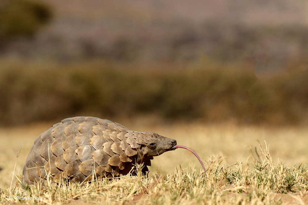 pangolin