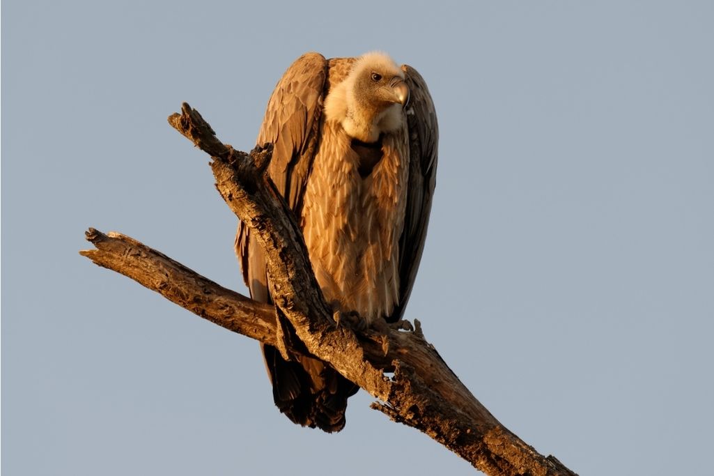 Cape vulture