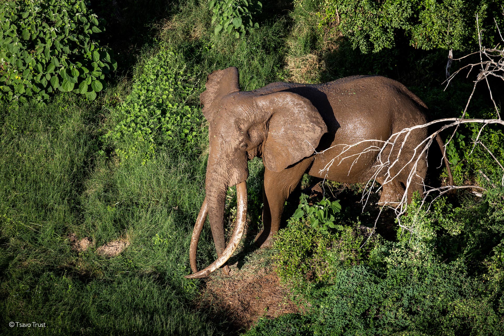 tusker elephant Tsavo