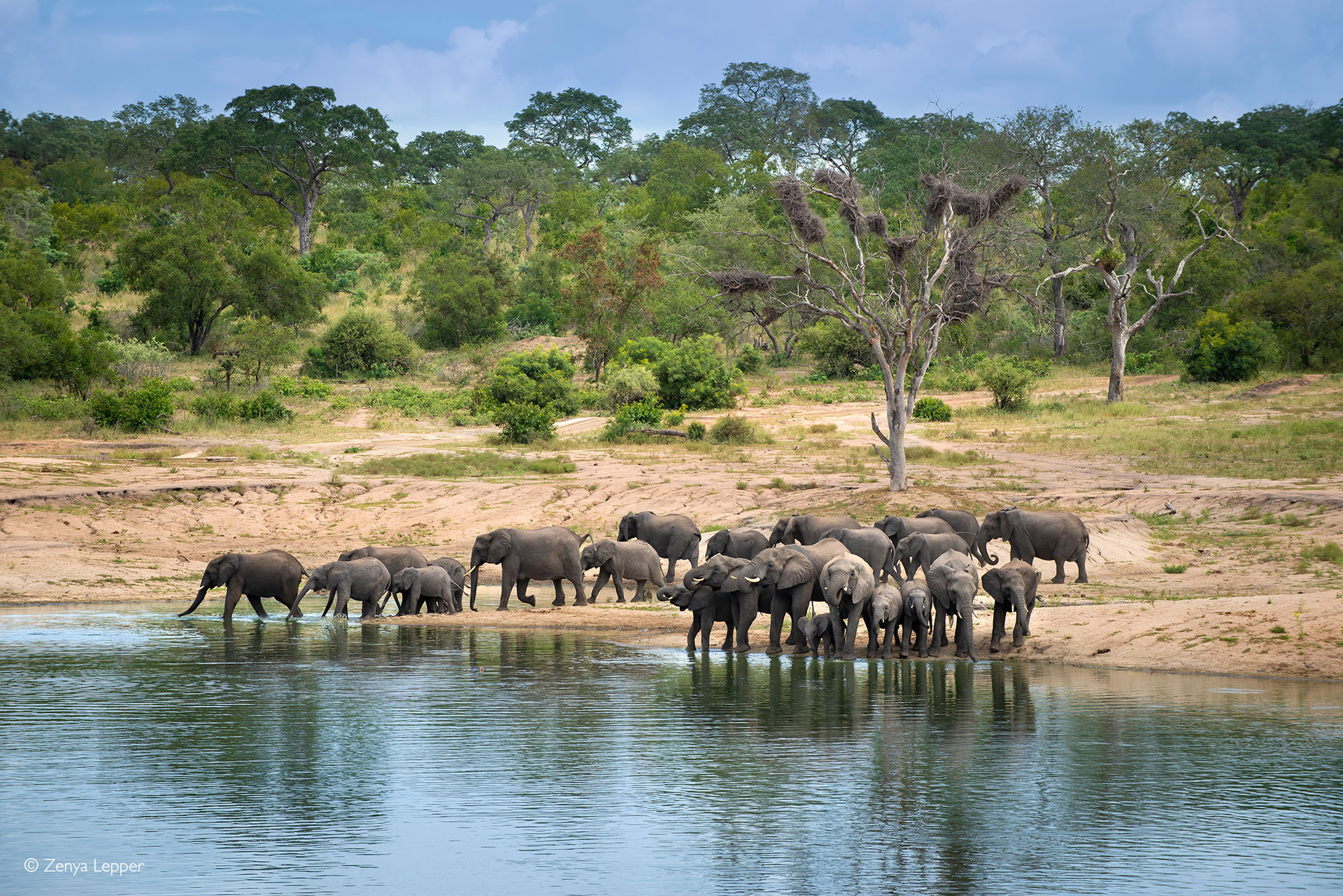 elephants in Kruger