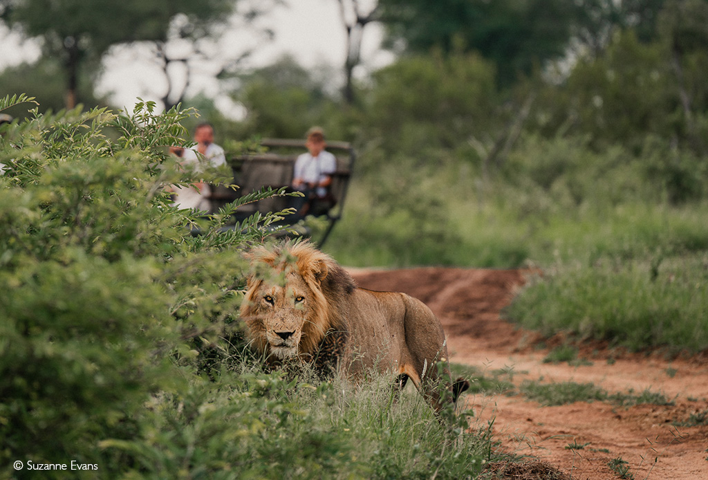 Greater Kruger