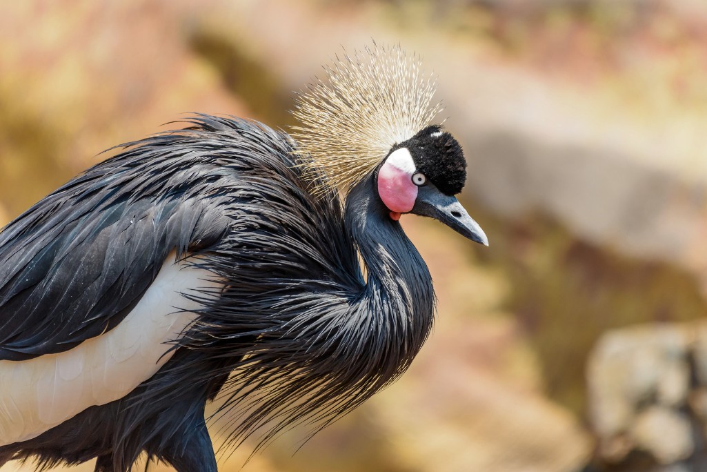 black crowned cranes