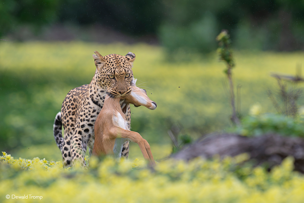 Leopard