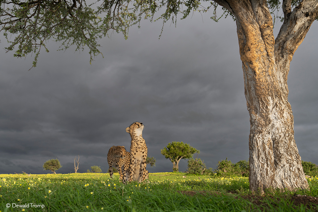 cheetah cub