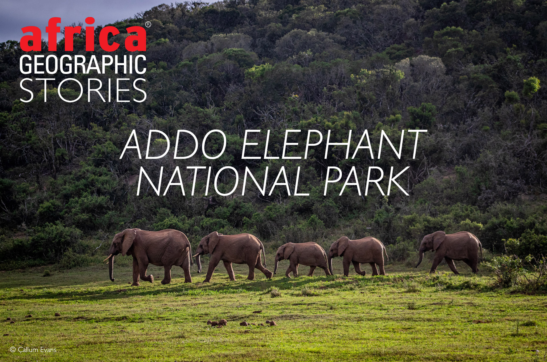 Destination card: Addo Elephant Park, Eastern Cape