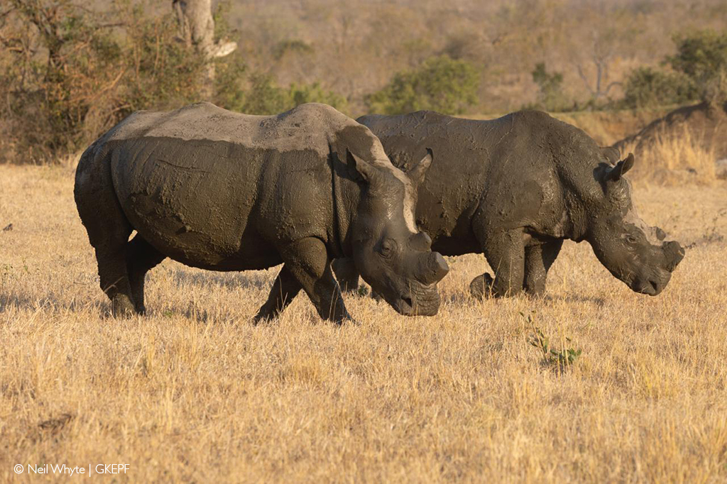 Greater Kruger rhino