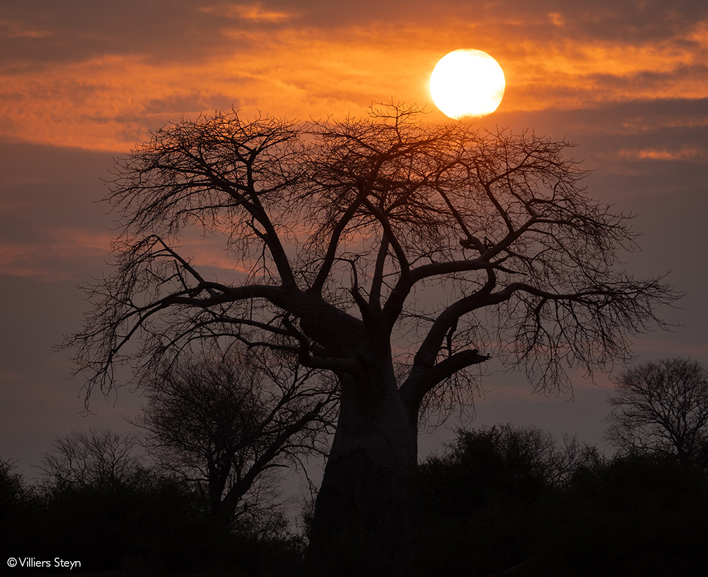 Baobab in Mana Pools