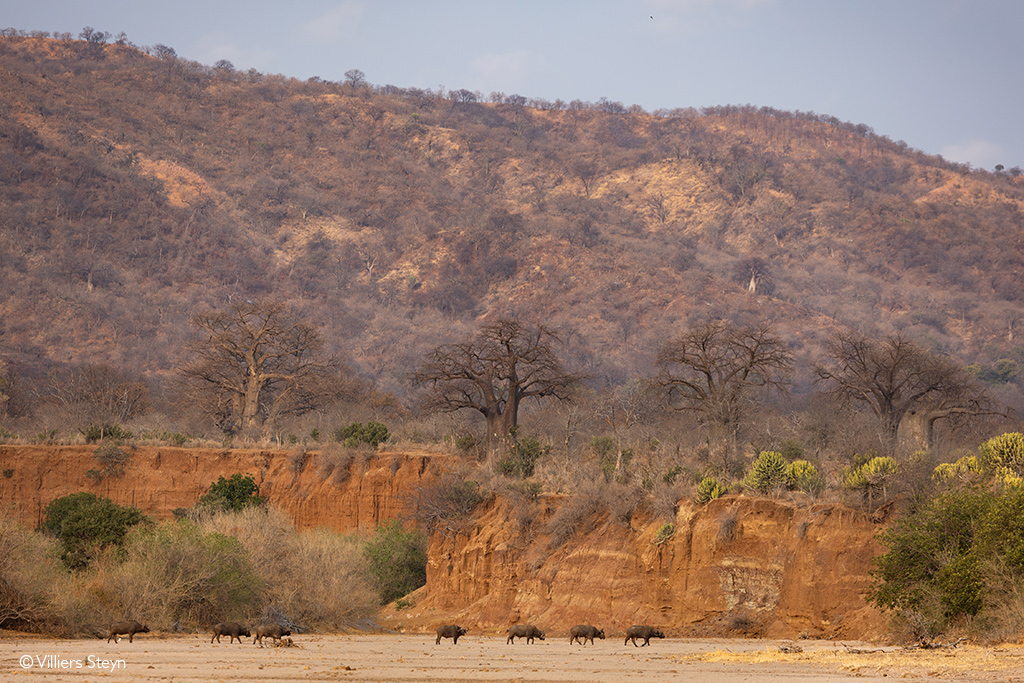 Villiers Steyn photo safari