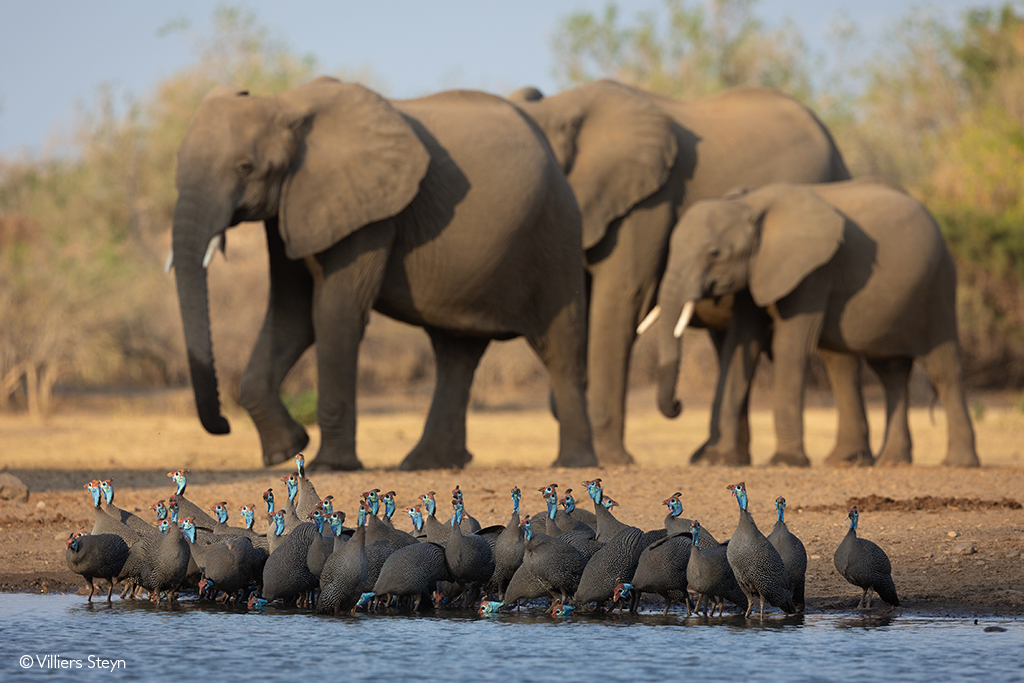 Villiers Steyn photo safari