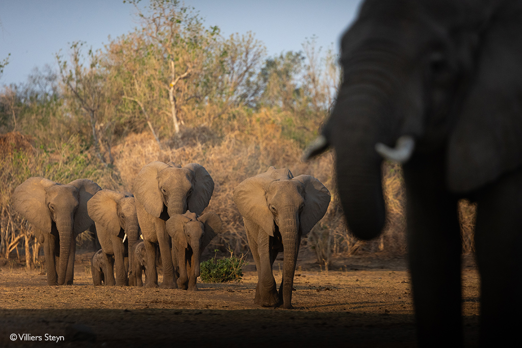 elephants Zimbabwe