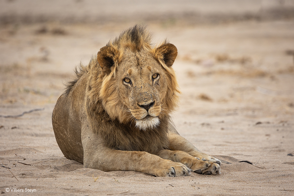 lion in Mana Pools