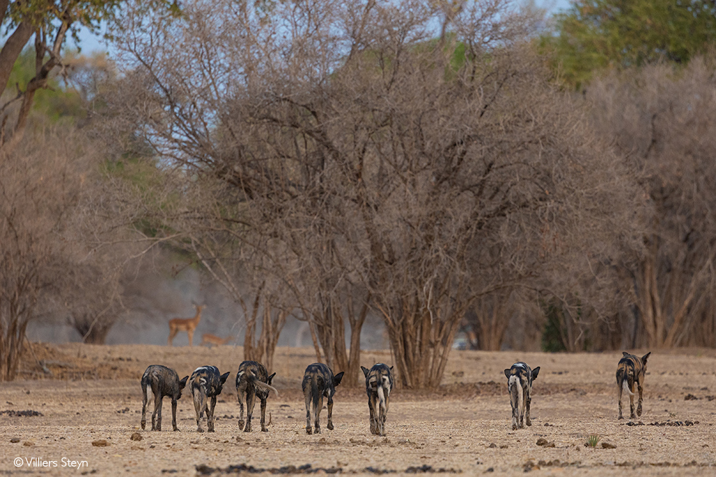 Mana Pools