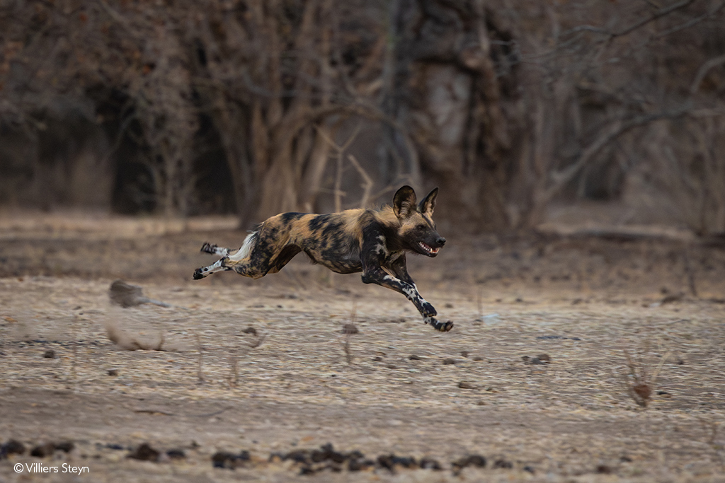 Mana Pools