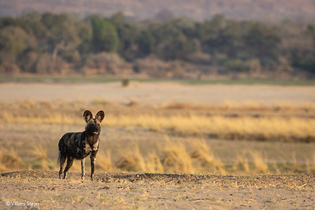 Villiers Steyn photo safari wild dogs