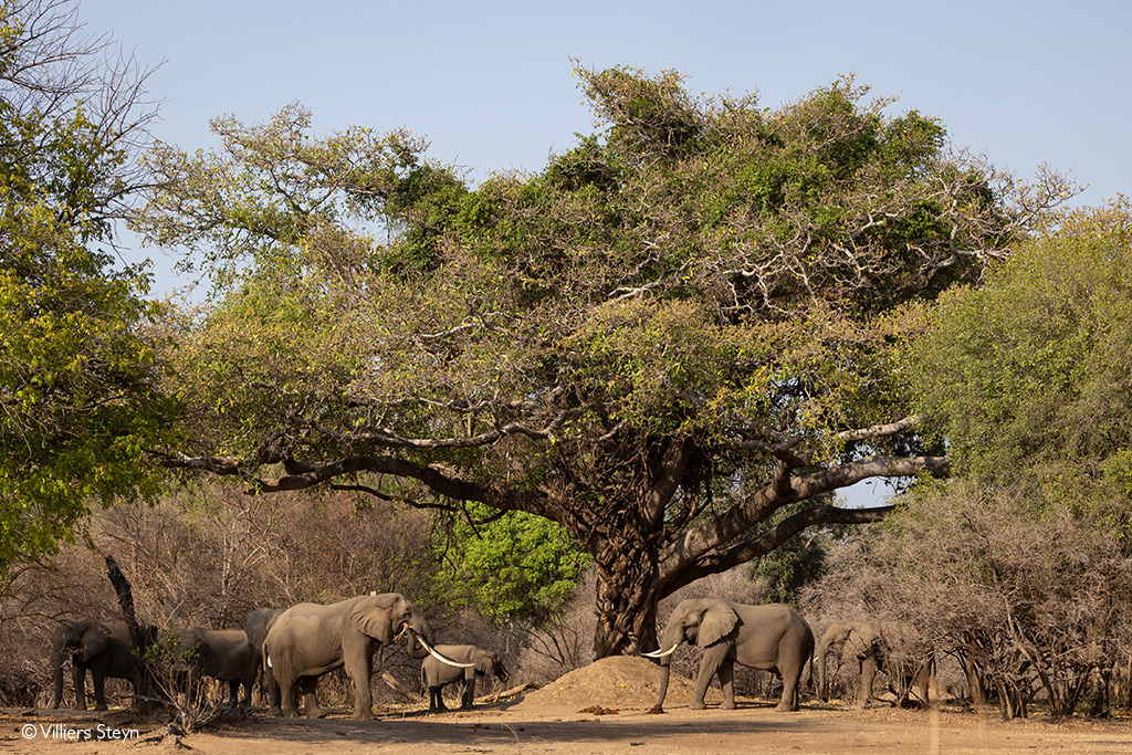 Mana Pools