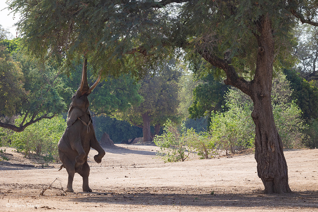 Mana Pools