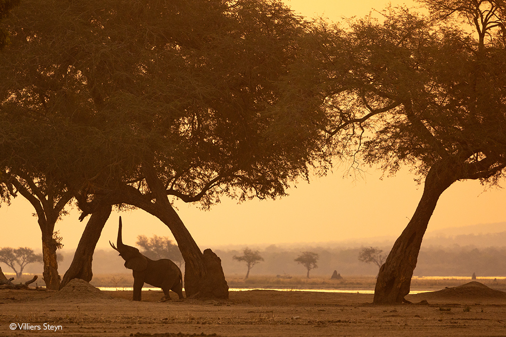 Mana Pools