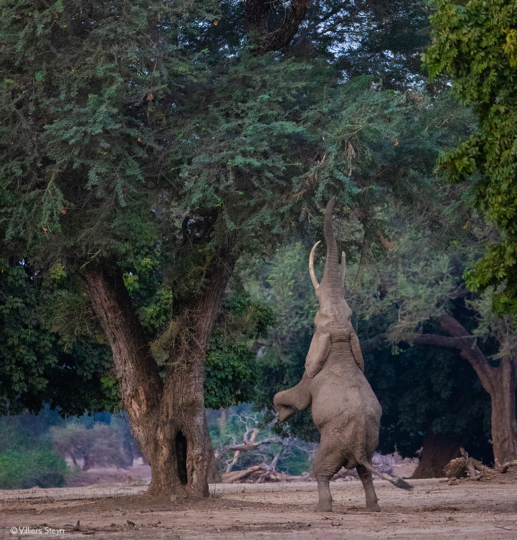 Mana Pools