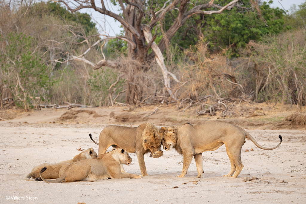 Lions Zimbabwe