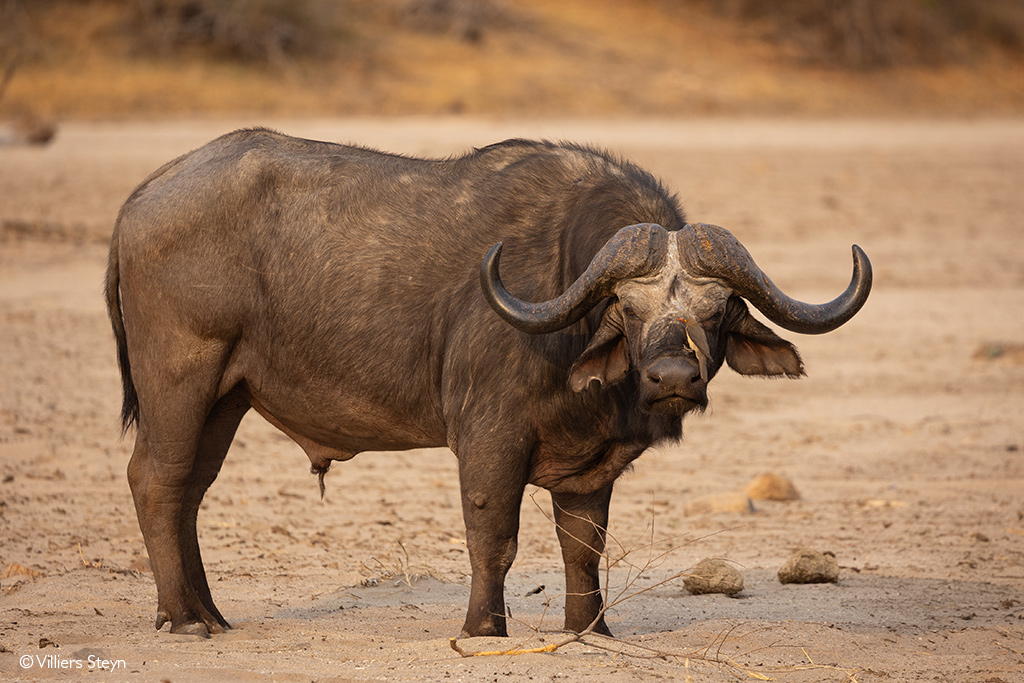 buffalo in Mana Pools