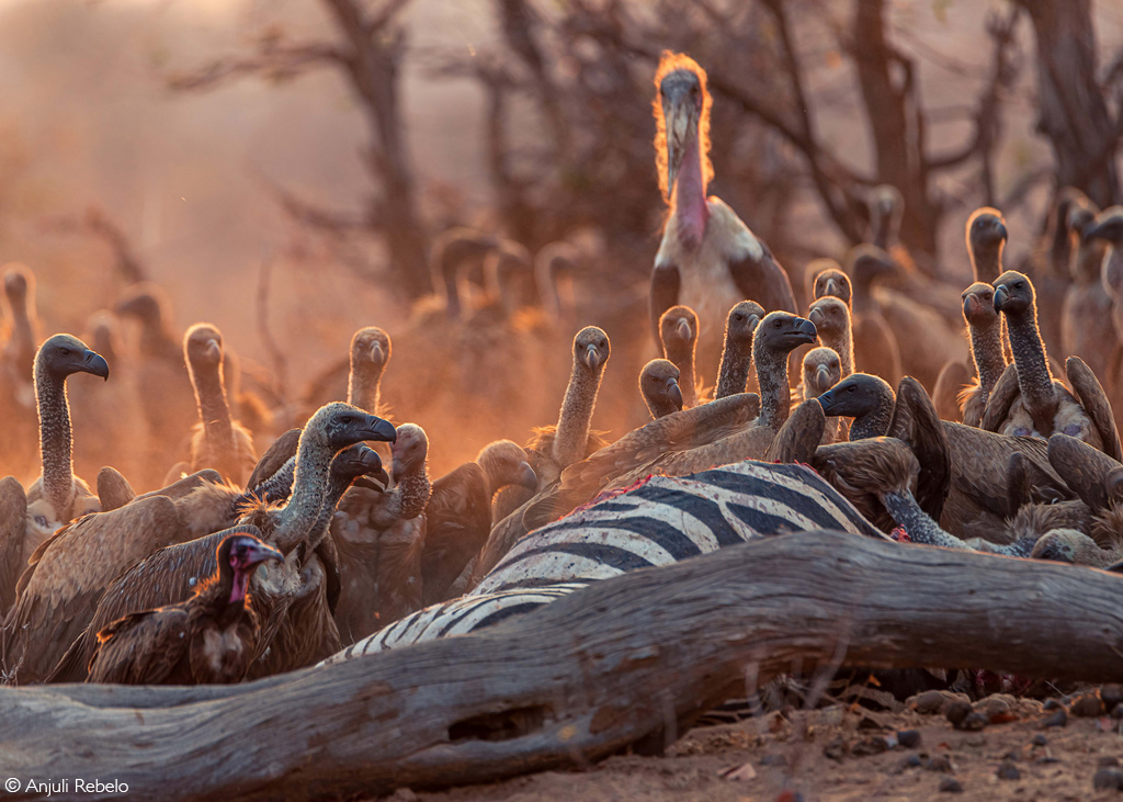 African Safari