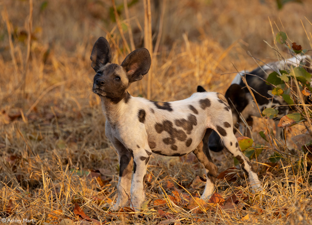 African Safari